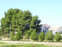 Las Oicas