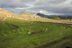 Los Royos
